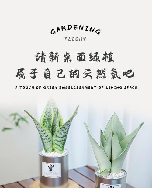 白玉兰花的养殖方法有哪些？