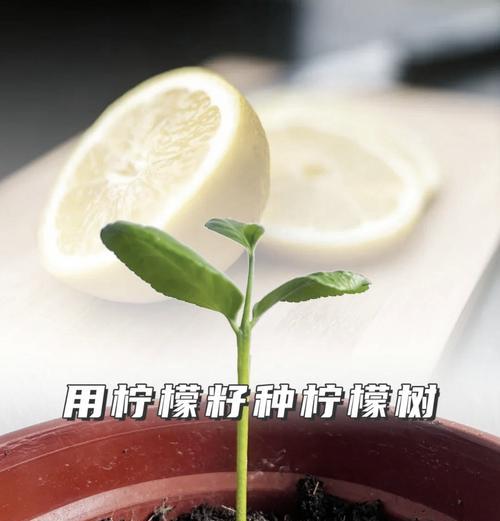 种子发芽的正确方法是什么？种子发芽有哪些常见问题？