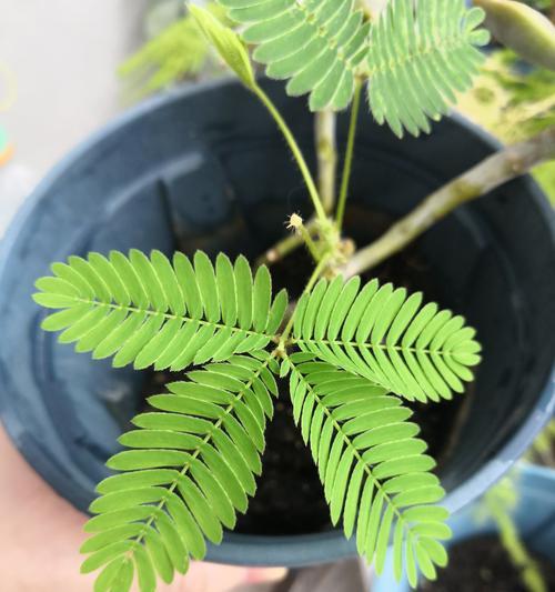 含羞草的养殖方法和如何使其敏感？