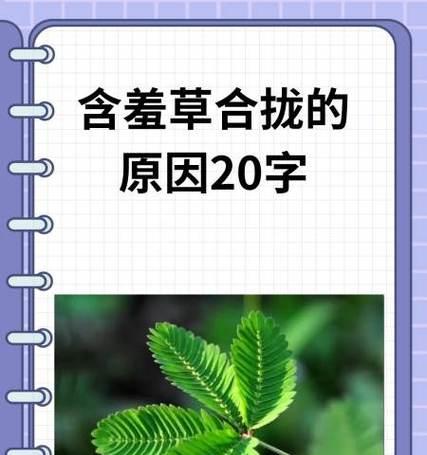 含羞草的养殖方法和如何使其敏感？