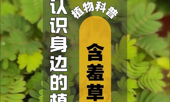 含羞草的养殖方法和如何使其敏感？