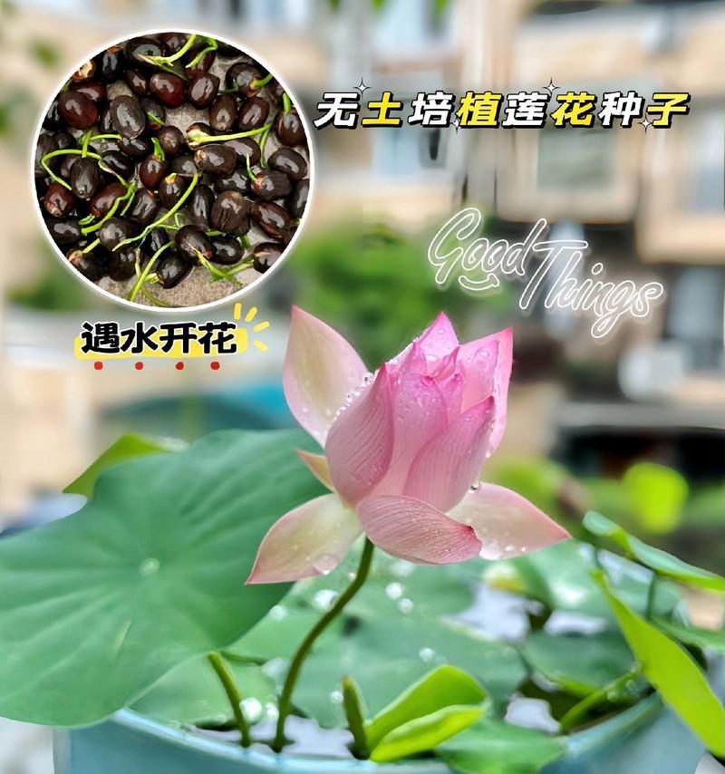 荷花水培种植的步骤和技巧是什么？