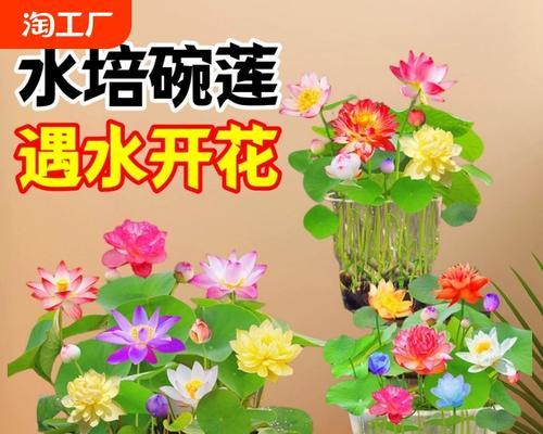 荷花水培种植的步骤和技巧是什么？