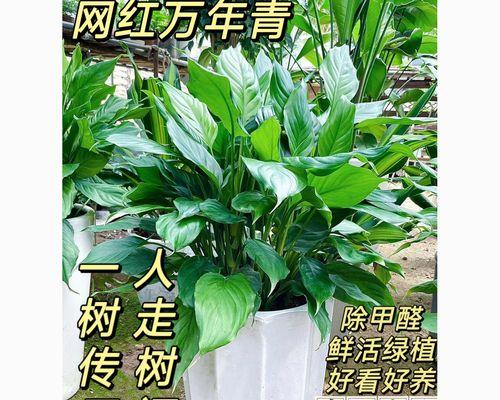 广东万年青的养殖技巧有哪些？