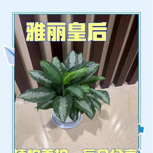 广东万年青的养殖技巧有哪些？