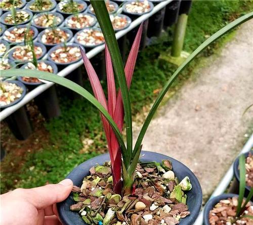 哪些是好品种兰草？如何鉴别和养护优质兰草？