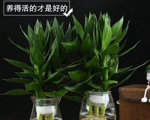 荷花竹根部养护的正确方法是什么？