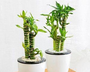 荷花竹根部养护的正确方法是什么？