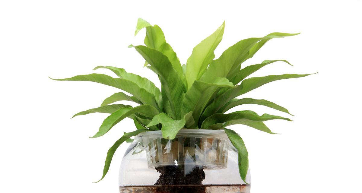 水养植物有哪些推荐？水养植物的养护技巧是什么？