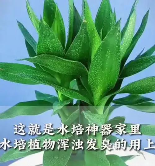 水养植物有哪些推荐？水养植物的养护技巧是什么？