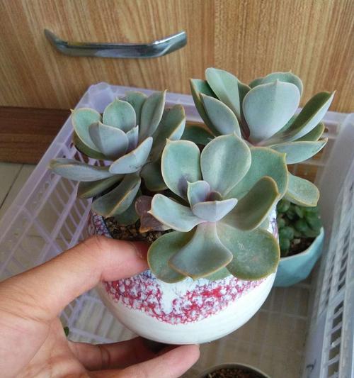 珍珠植物的养殖方法和管理要点是什么？