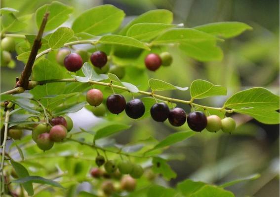 珍珠植物的养殖方法和管理要点是什么？