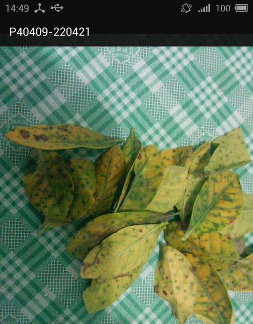 栀子叶片发黄的原因是什么？如何处理？