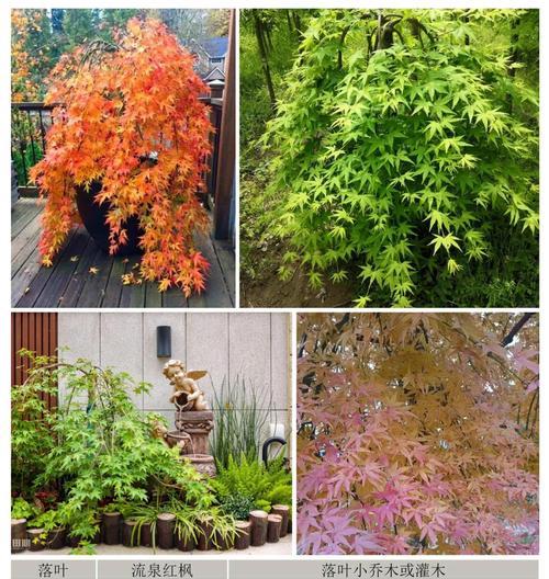 观叶植物的品种大全有哪些？如何选择适合的观叶植物？