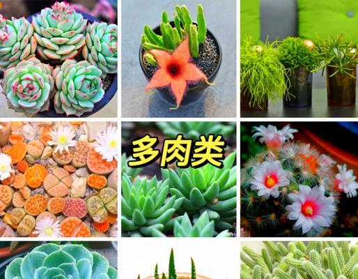 观叶植物的品种大全有哪些？如何选择适合的观叶植物？