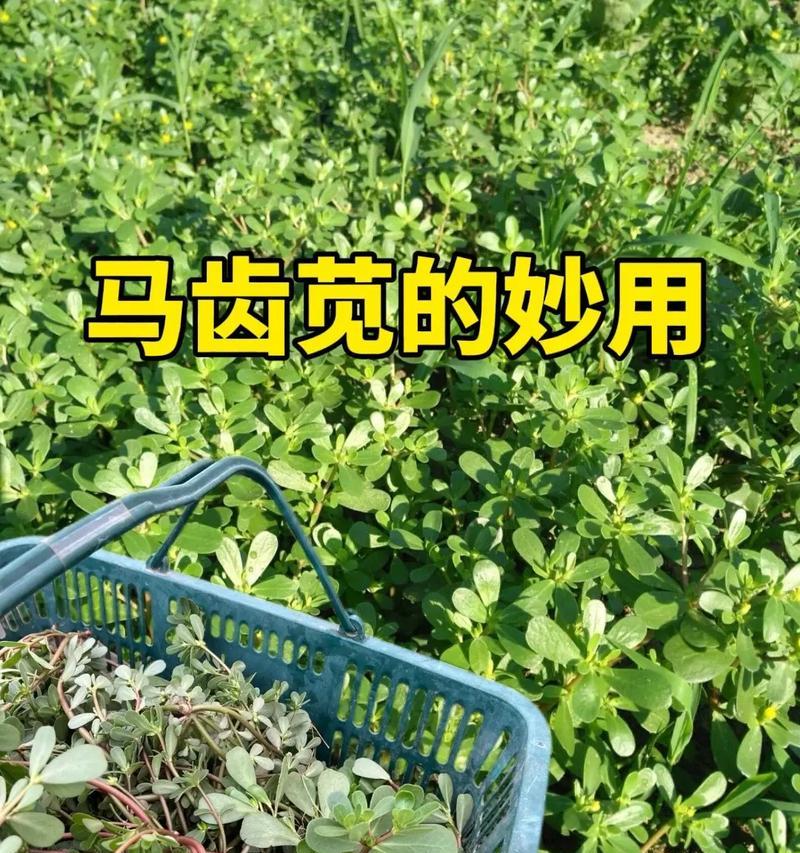 马齿苋养殖方法是什么？马齿苋养殖的常见问题有哪些？