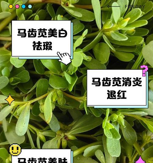 马齿苋养殖方法是什么？马齿苋养殖的常见问题有哪些？