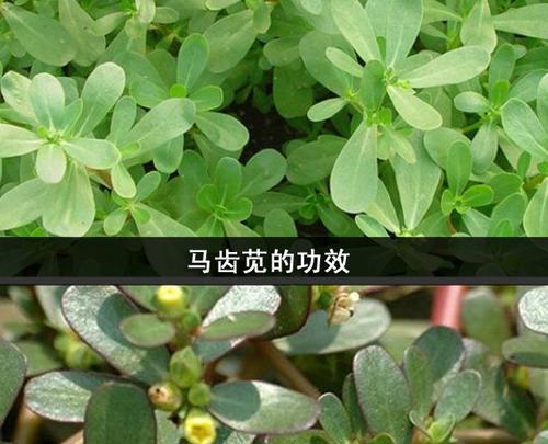 马齿苋养殖方法是什么？马齿苋养殖的常见问题有哪些？