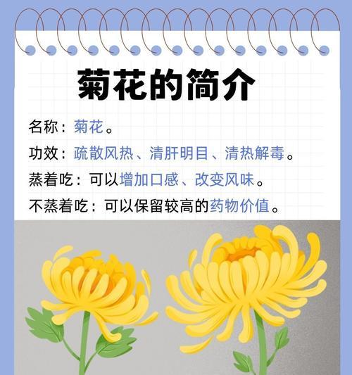 菊花的正确保养方法和注意事项是什么？