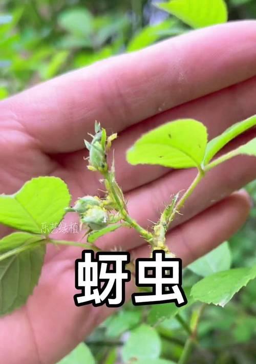 植物遭受虫害的处理方法有哪些？