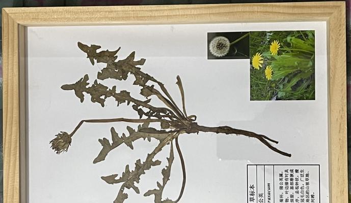 植物遭受虫害的处理方法有哪些？