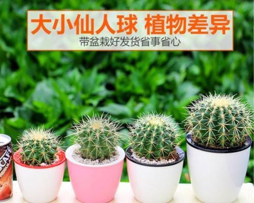 仙人球水培的方法和注意事项是什么？