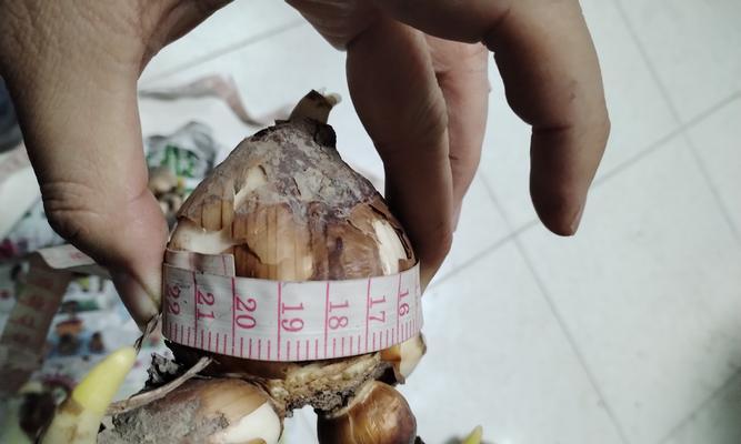 仙人球水培的方法和注意事项是什么？