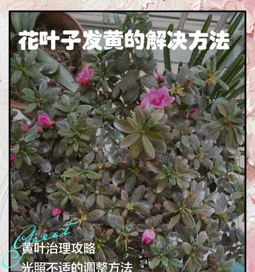 花叶子卷起来怎么回事？叶子卷曲的可能原因及解决方法是什么？