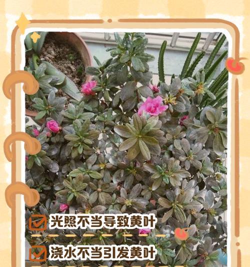 花叶子卷起来怎么回事？叶子卷曲的可能原因及解决方法是什么？