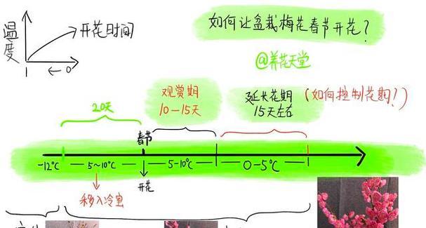 盆栽梅花修剪技巧有哪些？