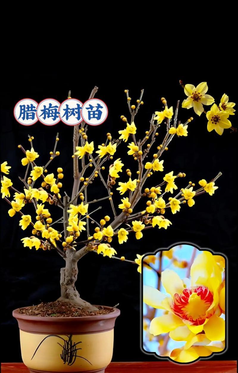 盆栽梅花修剪技巧有哪些？