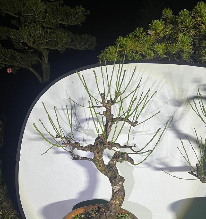 盆栽梅花修剪技巧有哪些？