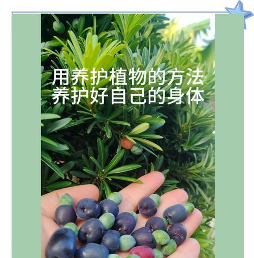 十二卷植物适合使用哪种肥料？施肥对十二卷生长有何作用？