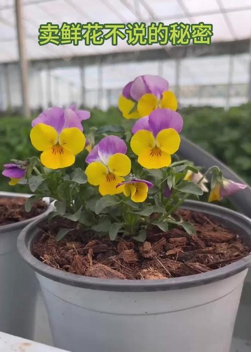 十二卷植物适合使用哪种肥料？施肥对十二卷生长有何作用？