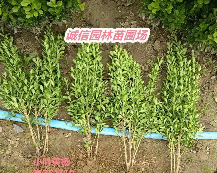 十二卷植物适合使用哪种肥料？施肥对十二卷生长有何作用？