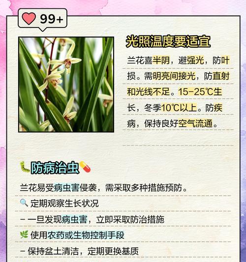 兰花的正确栽种方法是什么？怎样栽种兰花才能让它茁壮成长？