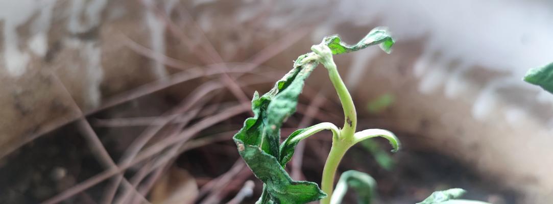 天天开植物繁殖方法有哪些？