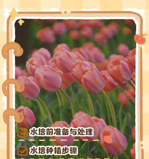 郁金香的养殖方法和常见问题？