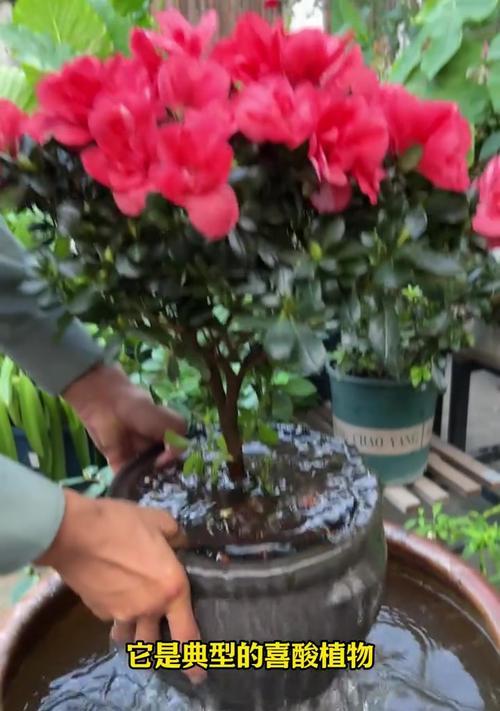 怎么栽杜鹃花？步骤是什么？