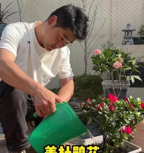 怎么栽杜鹃花？步骤是什么？