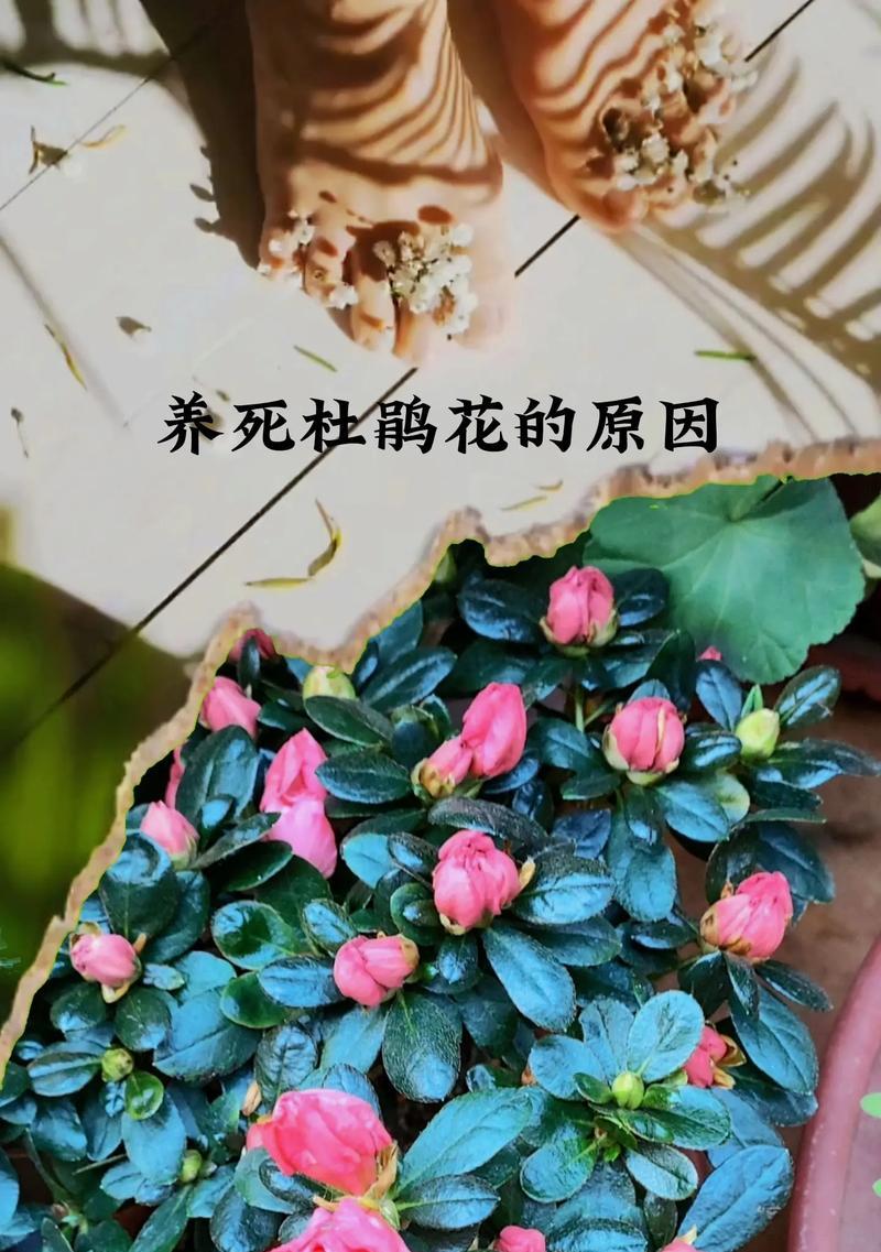 怎么栽杜鹃花？步骤是什么？