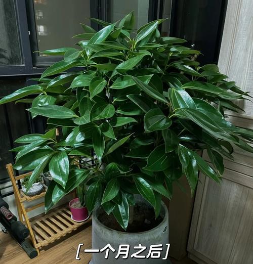 平安树开花预兆着什么？养护技巧有哪些？