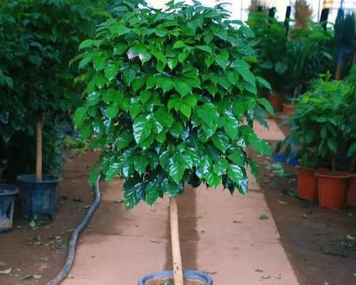 平安树开花预兆着什么？养护技巧有哪些？