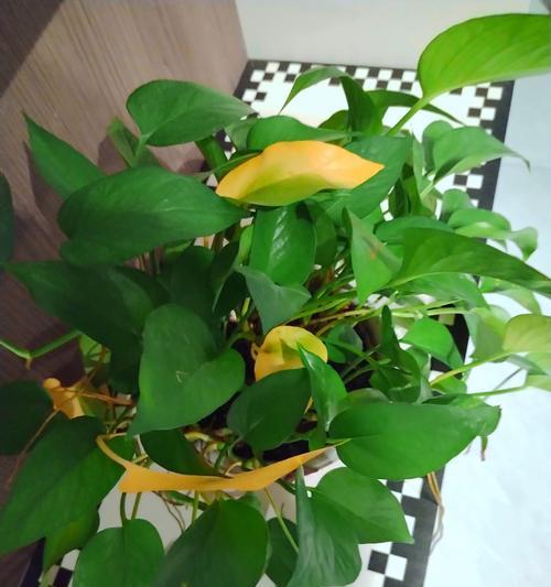 绿萝花烂根的原因是什么？