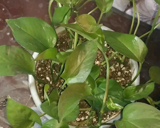 绿萝花烂根的原因是什么？