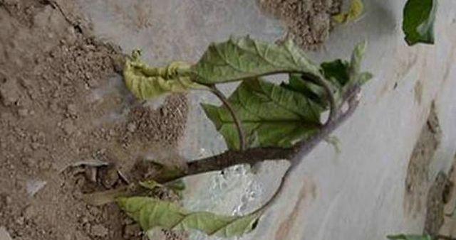 绿萝花烂根的原因是什么？