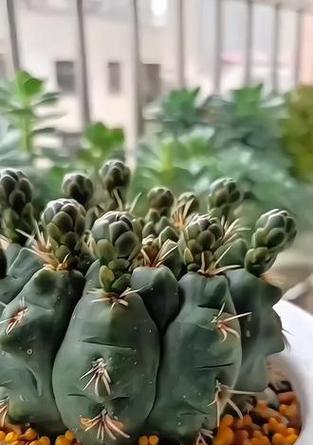 绯花玉品种有哪些？绯花玉品种特点与养护要点？