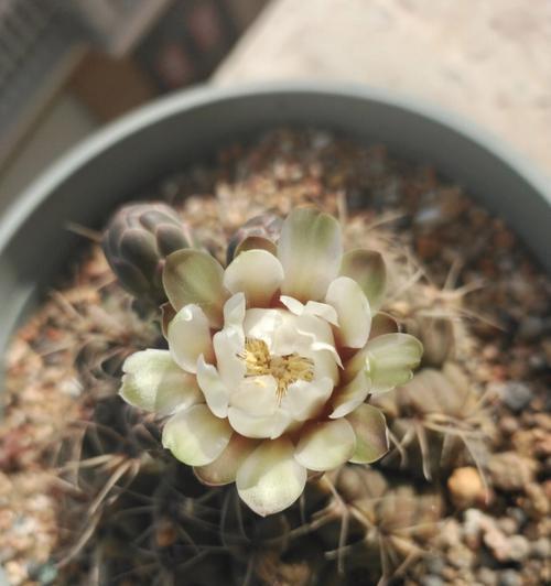 绯花玉品种有哪些？绯花玉品种特点与养护要点？