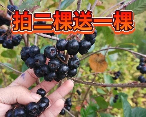 黑果花楸的种植技巧和养护要点是什么？