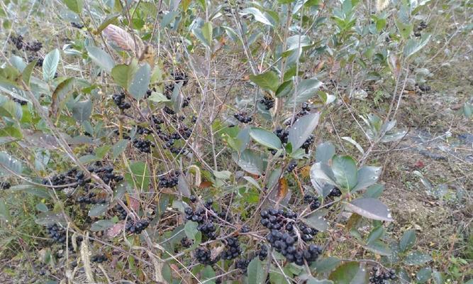 黑果花楸的种植技巧和养护要点是什么？